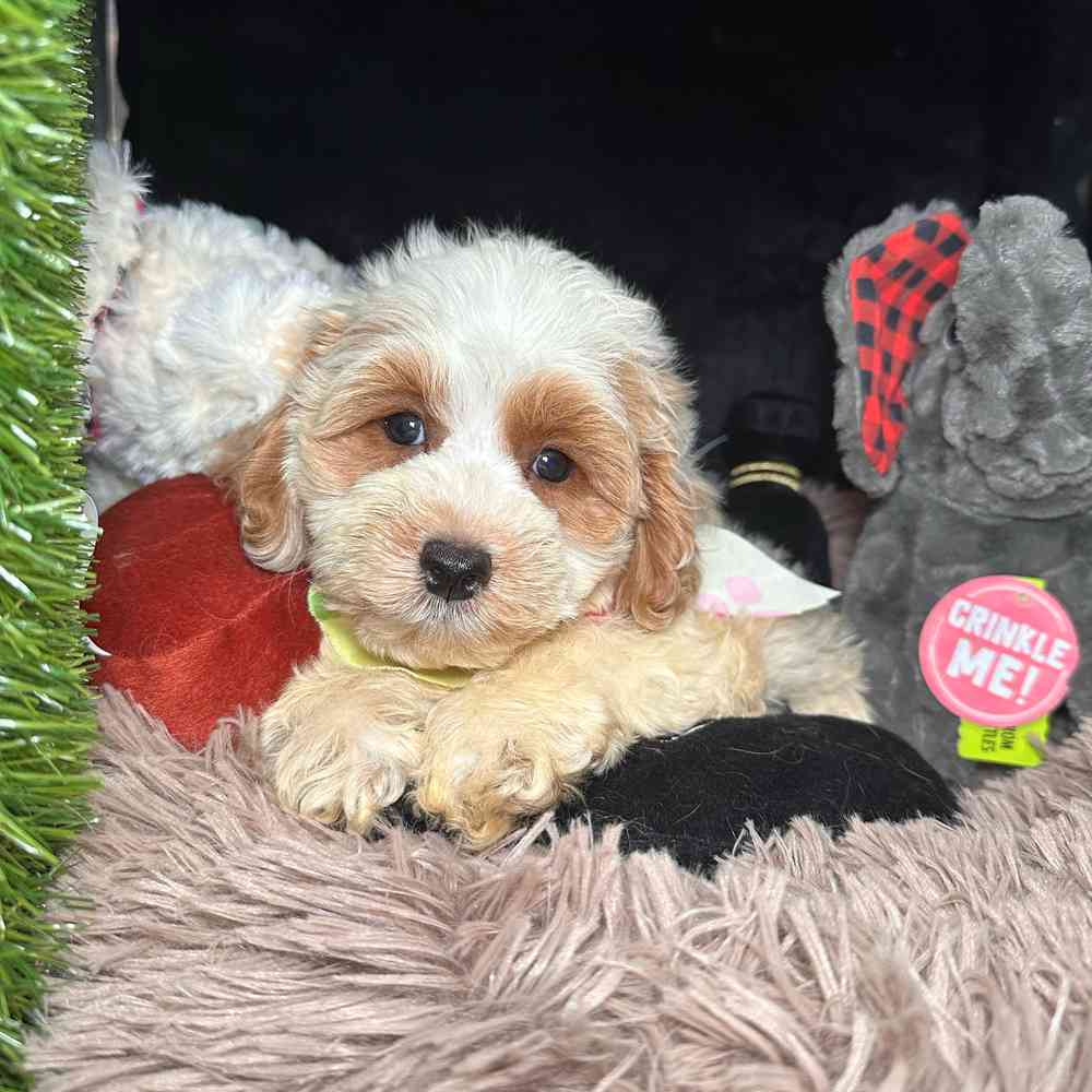 pet breed image