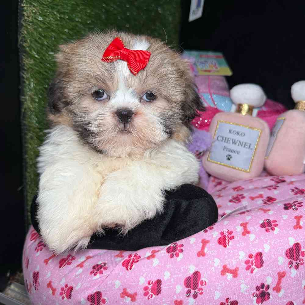 pet breed image