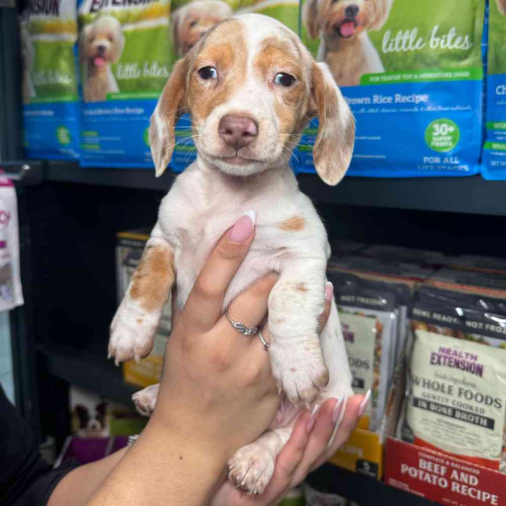 Image of a pet breed in the gallery
