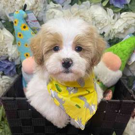 Malshipoo