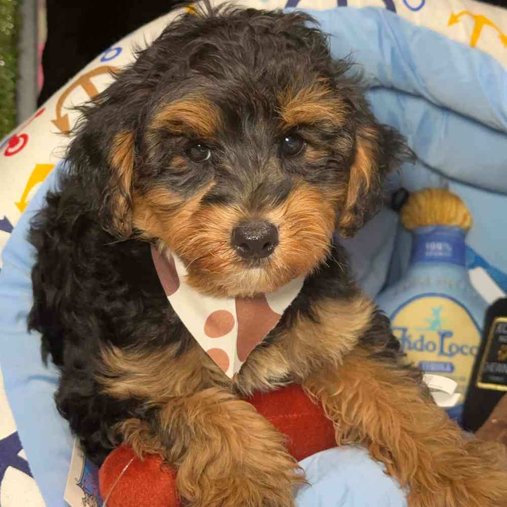 pet breed image