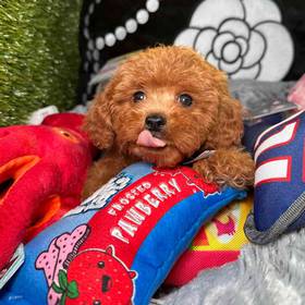 Cavapoo 2nd Generation