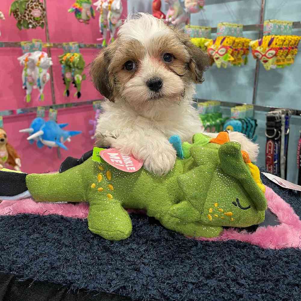 carousel pet images