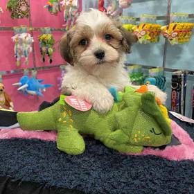 Havanese