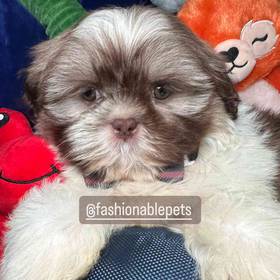 Shih Tzu