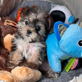 Shorkie