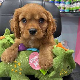 Cavalier King Charles Spaniel