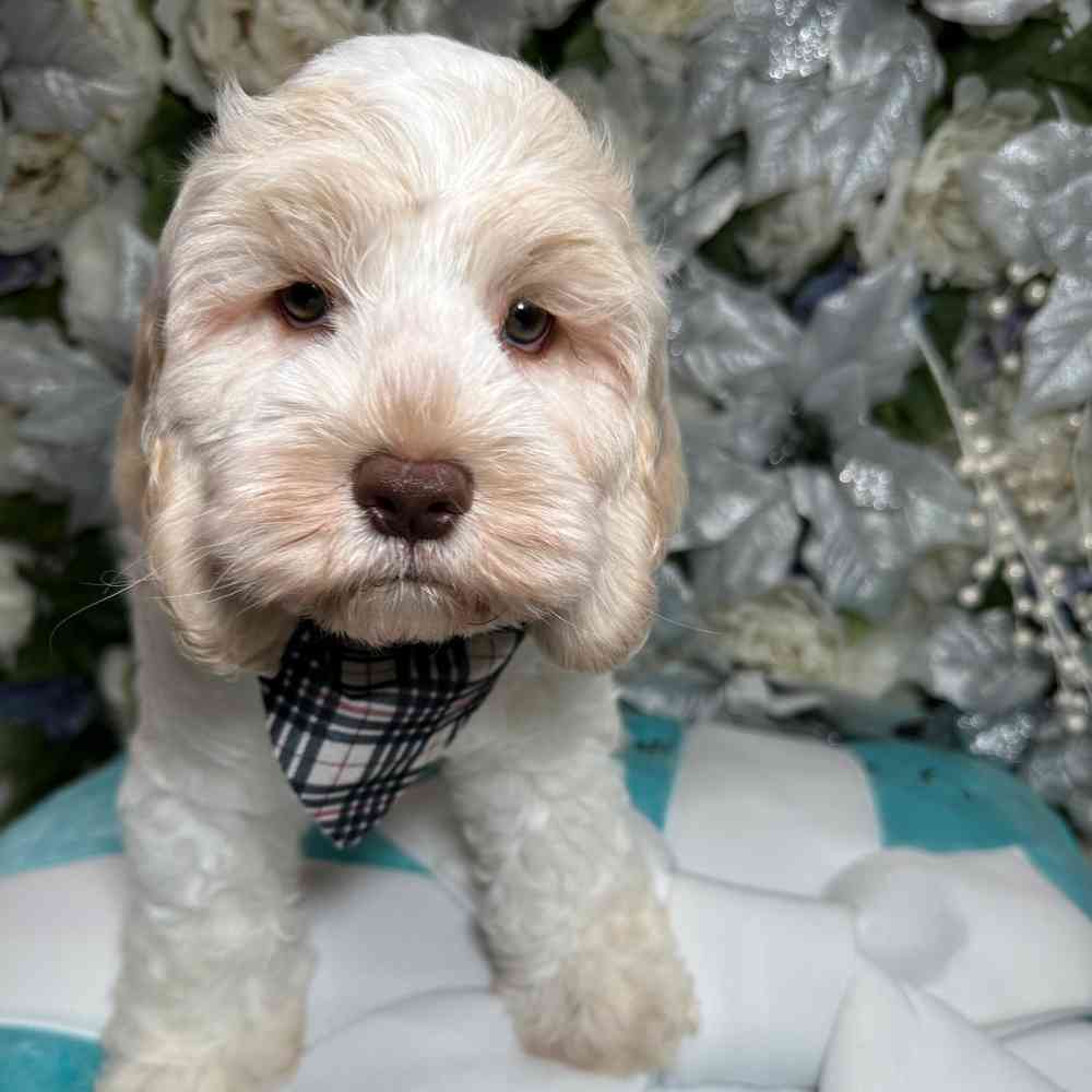 carousel pet images