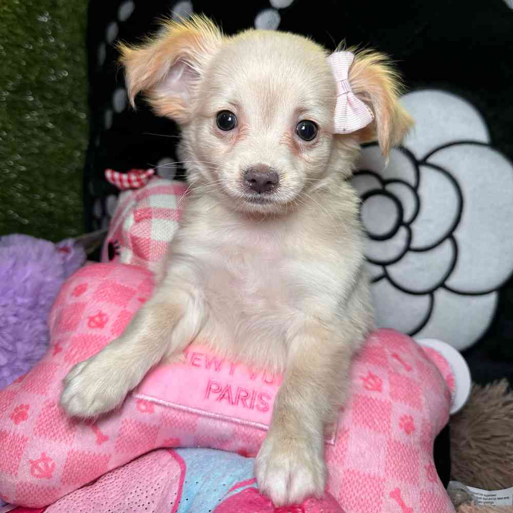 Image of a pet breed in the gallery