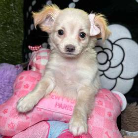 Chihuahua