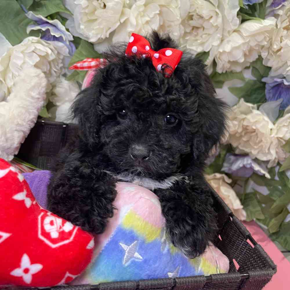 carousel pet images