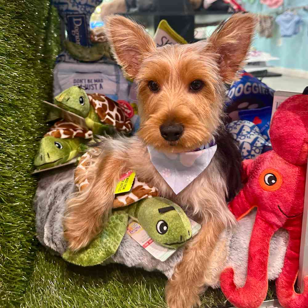 carousel pet images