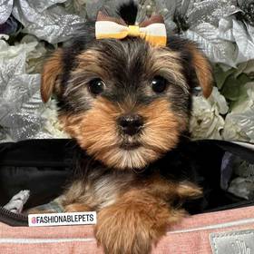 Yorkshire Terrier