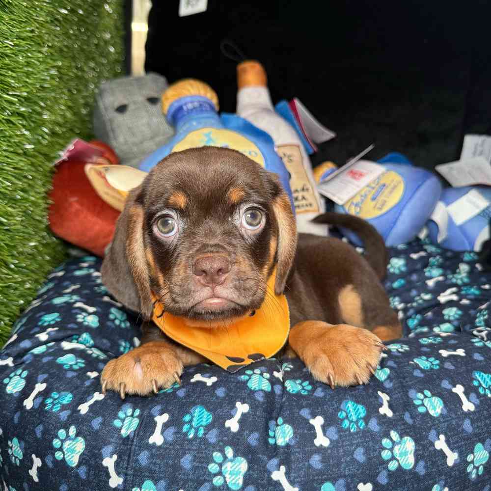 carousel pet images