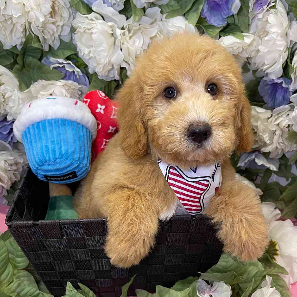carousel pet images