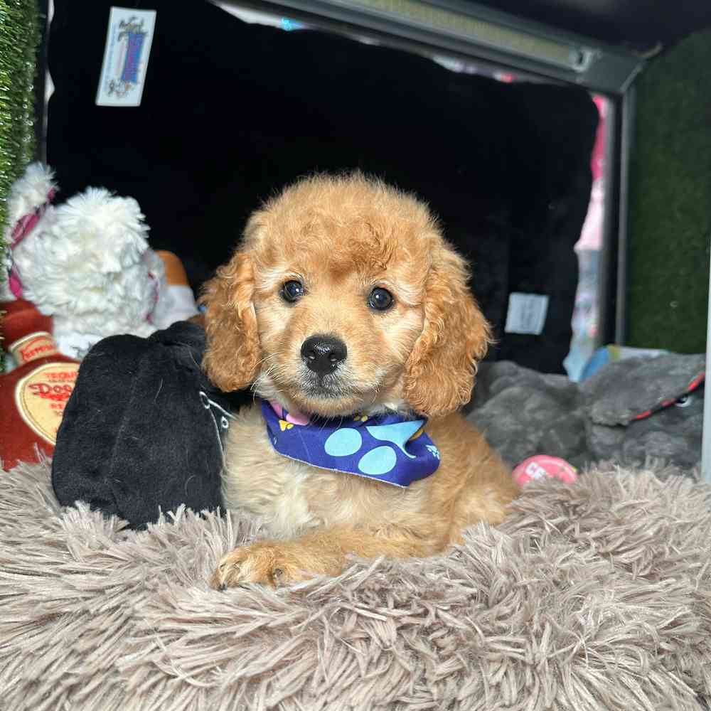 pet breed image