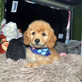 Mini Goldendoodle 2nd Gen
