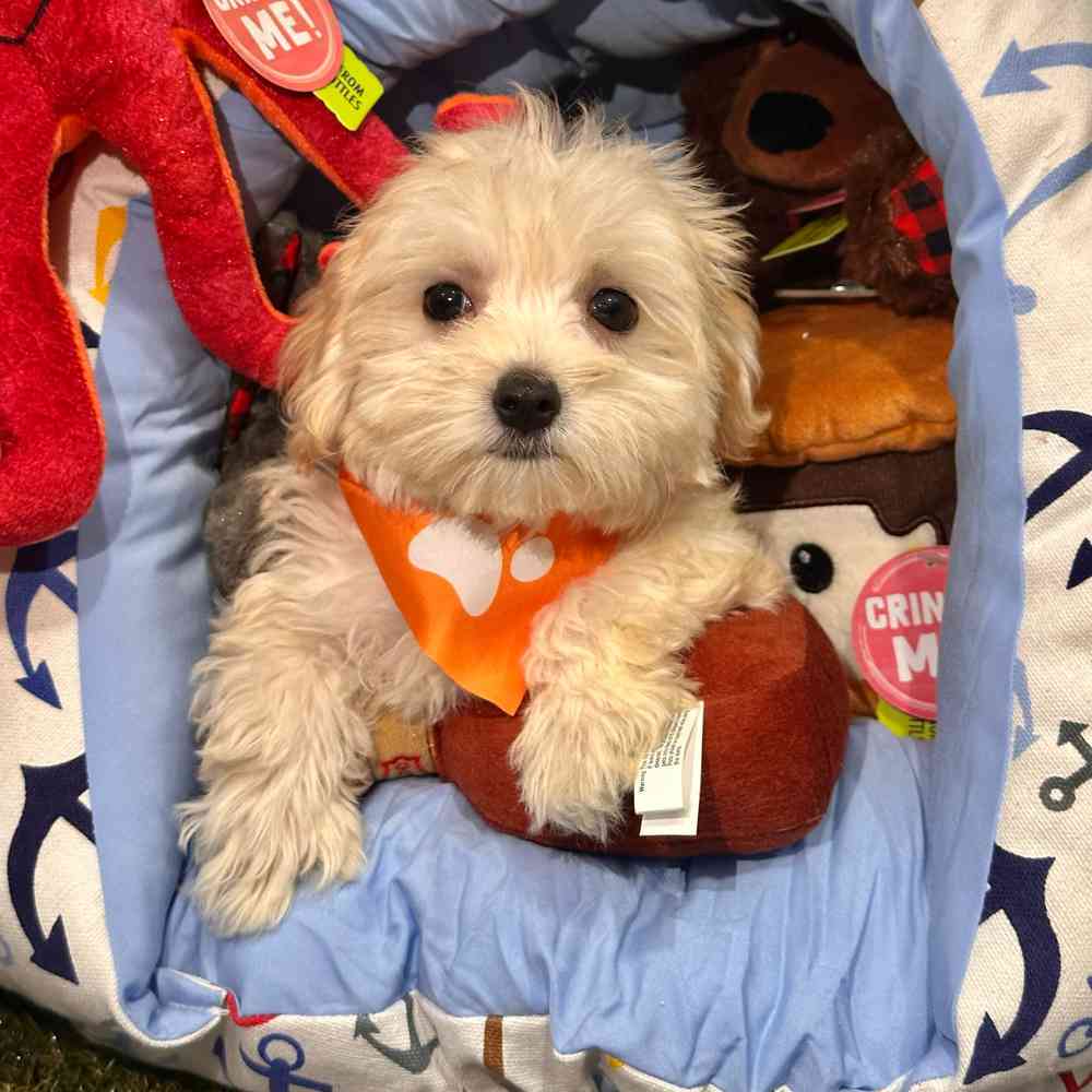 pet breed image