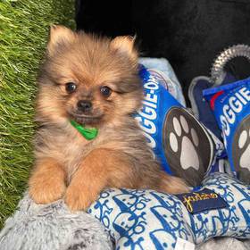 Pomeranian