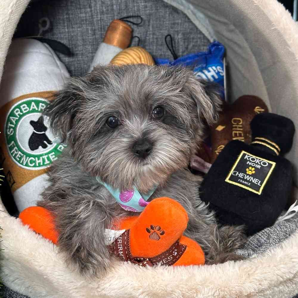 carousel pet images
