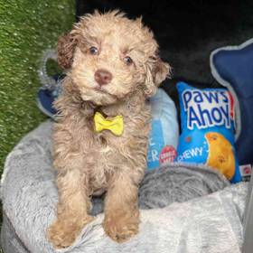 Poodle