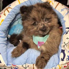 Pomeranian