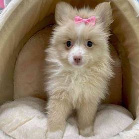 Pomeranian