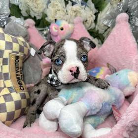 Boston Terrier