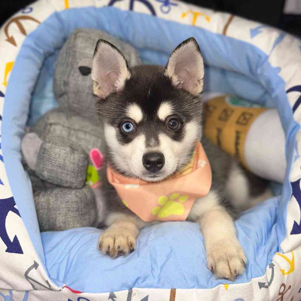 Image of a pet breed in the gallery