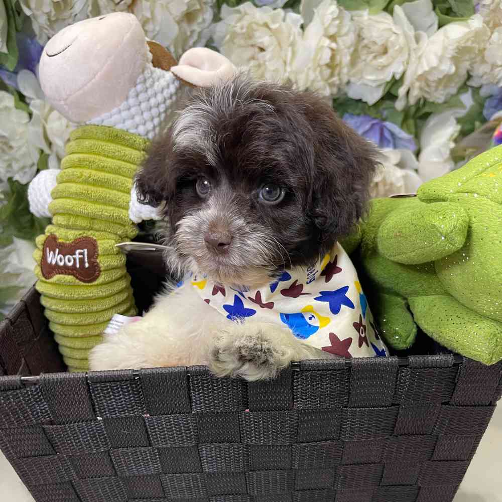 carousel pet images