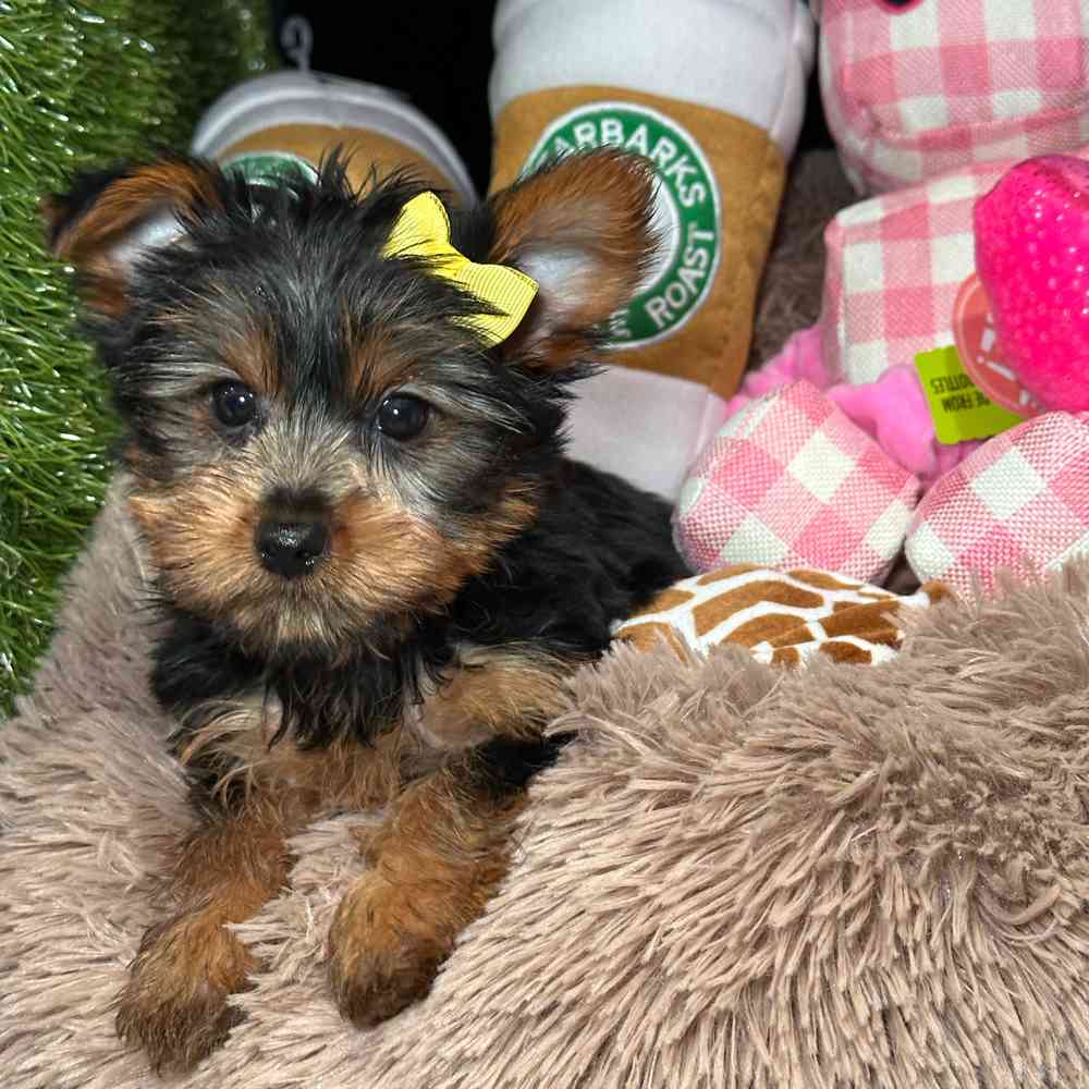 pet breed image