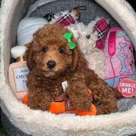 Poodle