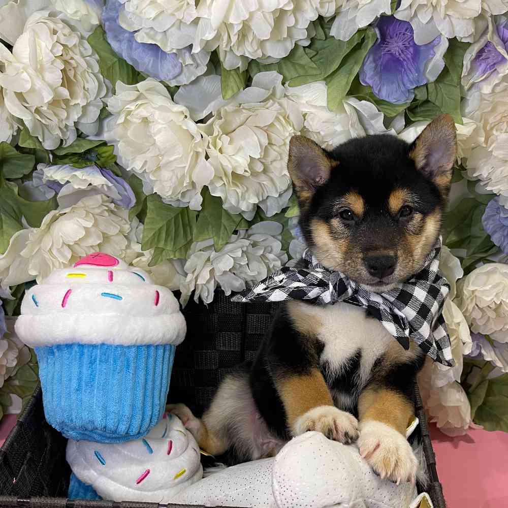 carousel pet images