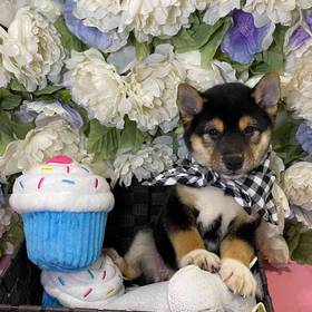 Shiba Inu