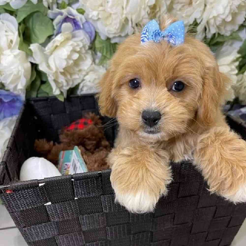 carousel pet images