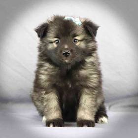 Keeshond
