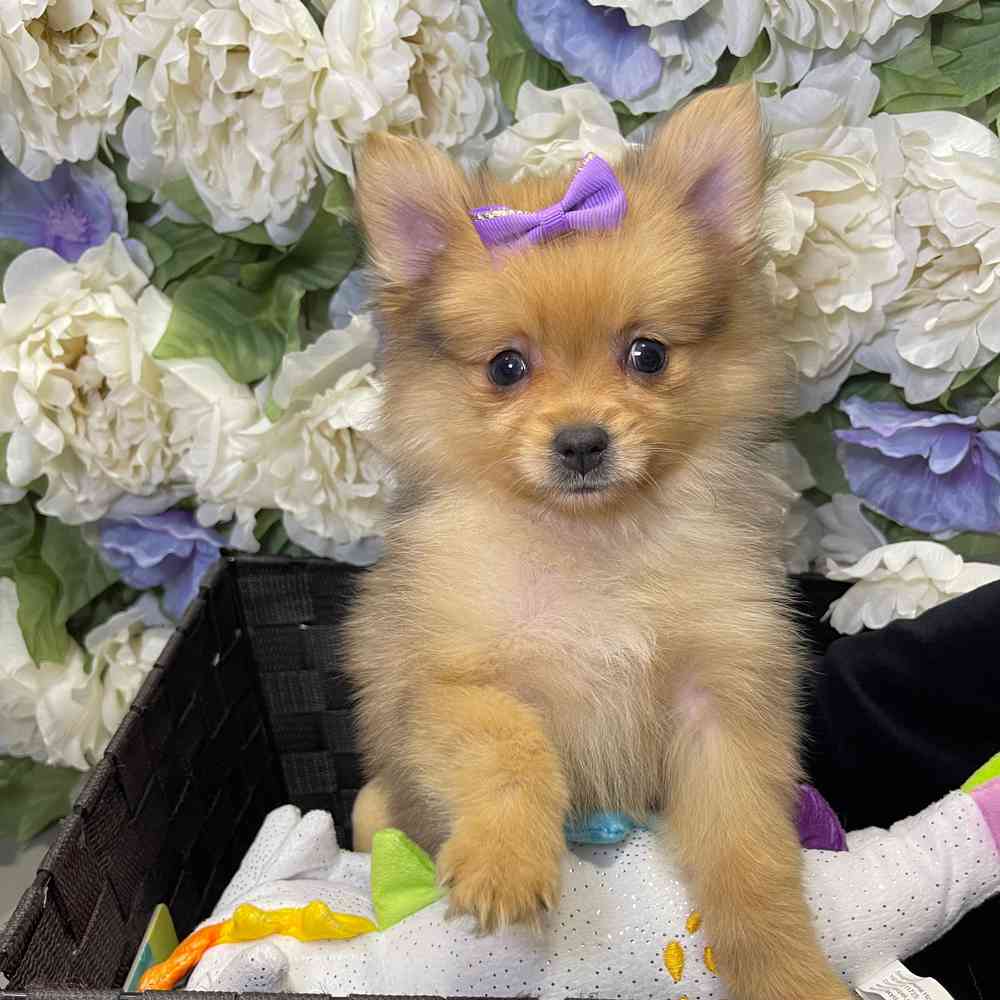 carousel pet images