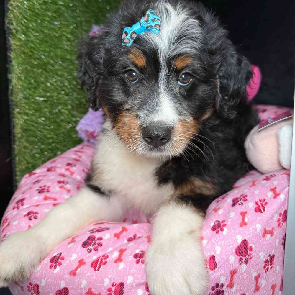 carousel pet images