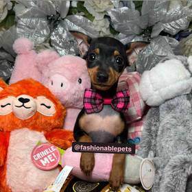 Miniature Pinscher