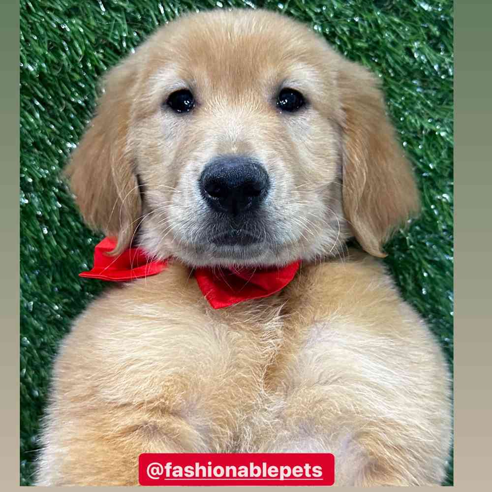 Golden Retriever