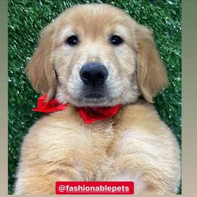 Golden Retriever