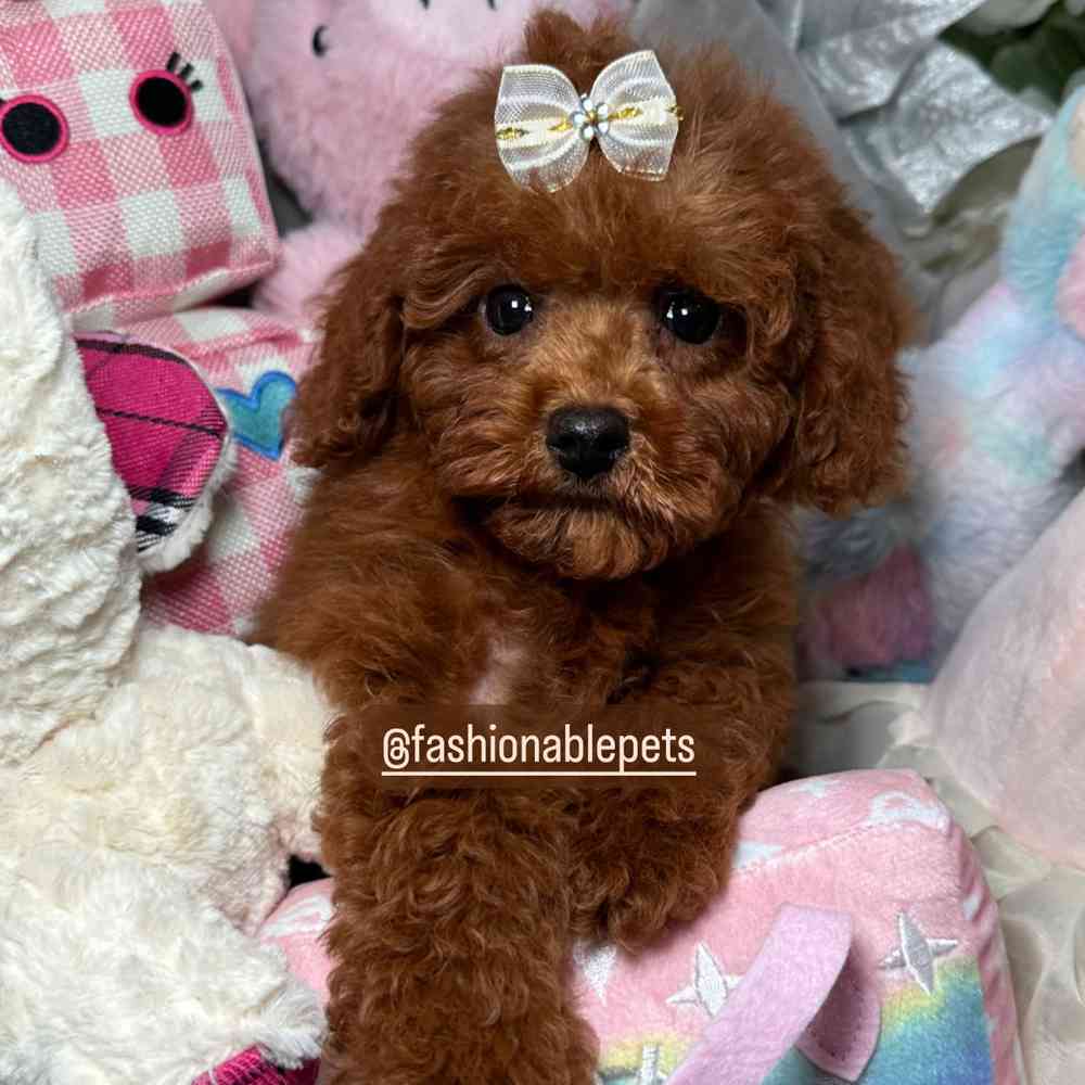 carousel pet images
