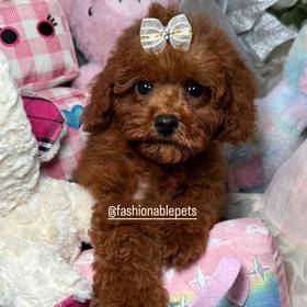 Poodle Toy