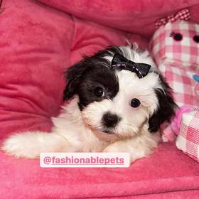 Shipoo