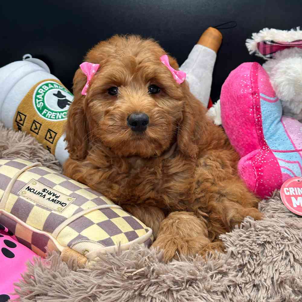 Image of a pet breed in the gallery