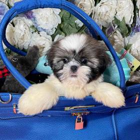 Shih Tzu