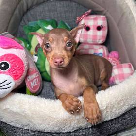 Miniature Pinscher