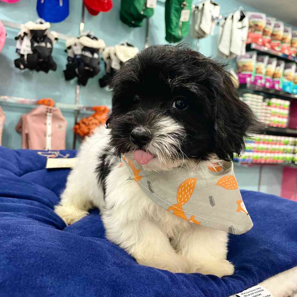 carousel pet images