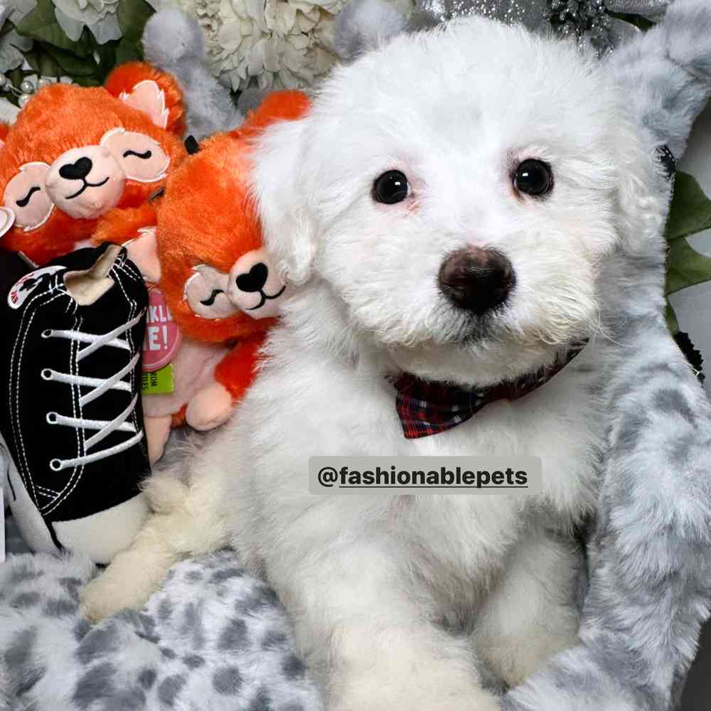 carousel pet images