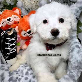 Bichon Frise